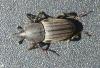 Sphenophorus sp.